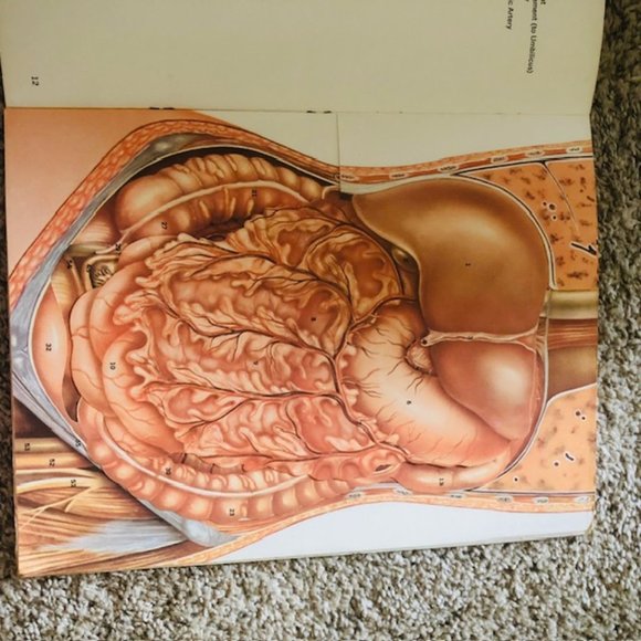 Vintage Medical Ephemera -Ethicon The Abdomen- Layers of Abdomen - Stitches 1968 - Picture 8 of 14